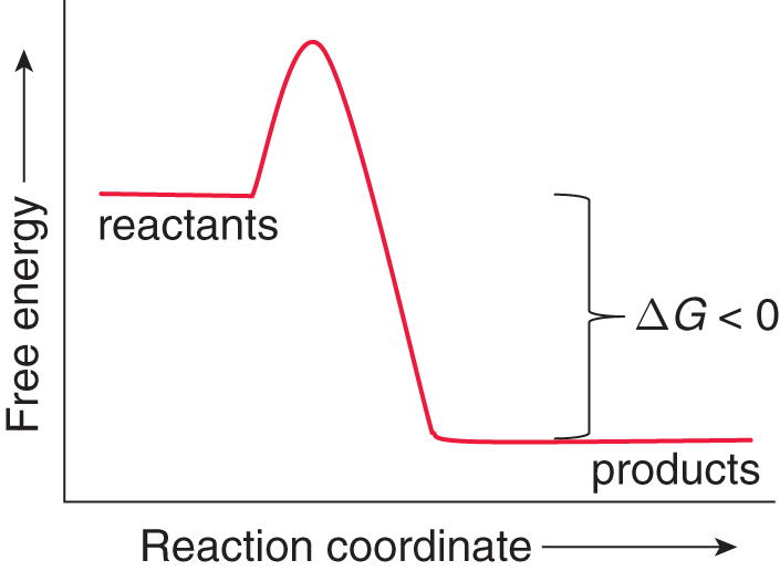 free energy vs. reaction coordinate; products is lower than reactants; negative delta-G labeled