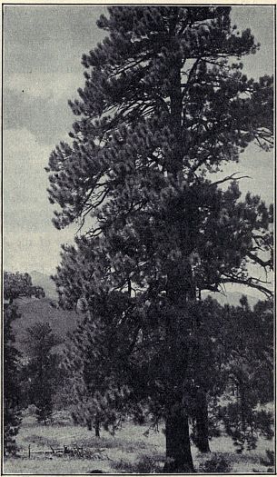 WESTERN YELLOW PINE A magnificent tree which furnishes valuable timber. Range: Hills and mountains of western United States. Photograph by Albert E. Butler.