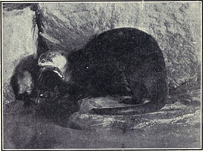 OTTER WITH ITS FAVORITE FOOD The Otter belongs to the Weasel family, and feeds almost entirely upon fish. Range: This and related varieties over Northern and Eastern North America. From Group in American Museum of Natural History.