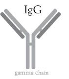 IgG-gammachain.pdf