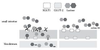 laktosemechanismus.pdf