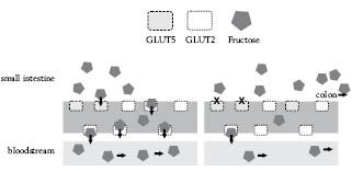 fruktosemechanismus.pdf