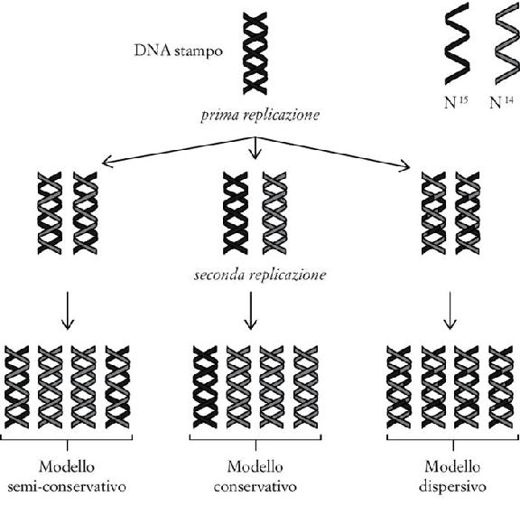 FIG. 3.2. Lo schema illustra i prodotti attesi secondo i tre modelli di replicazione del DNA. I filamenti neri sono quelli del DNA stampo e contengono N14, quelli grigi sono di nuova formazione e contengono N15. I risultati dell’esperimento che Meselson e Stahl condussero in una coltura cellulare del batterio Escherichia coli furono quelli previsti dal modello semi-conservativo (a sinistra).