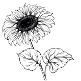 A close up of a flower  Description automatically generated