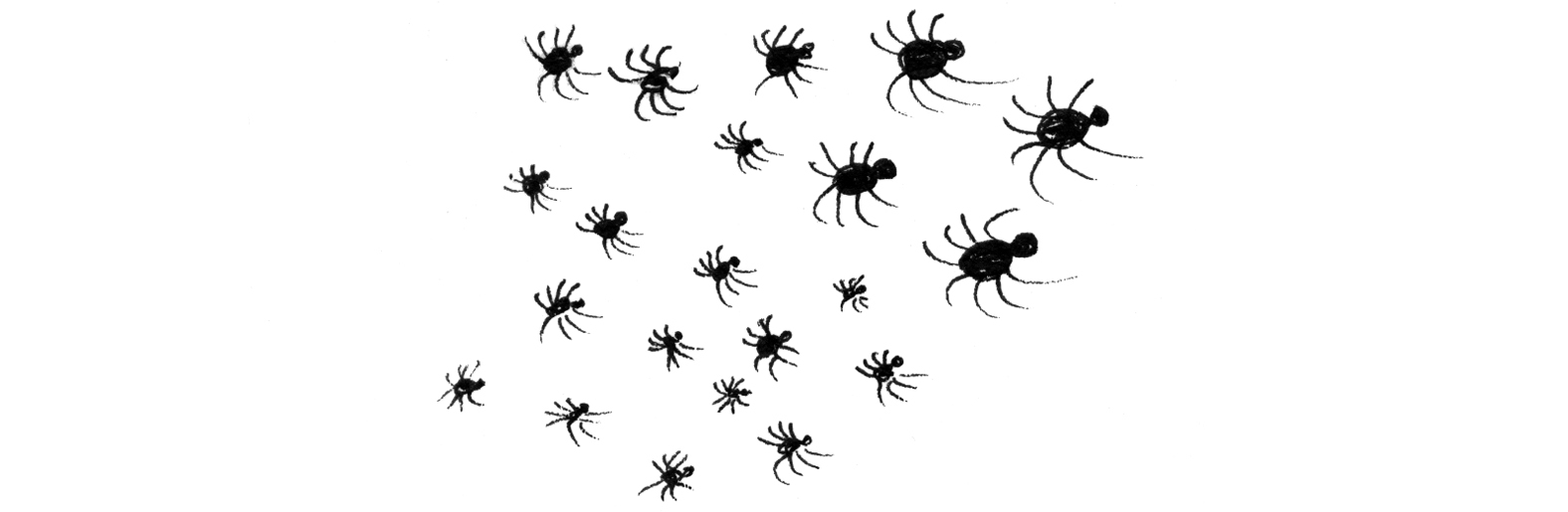 168_babyspiders.tif