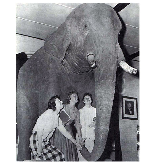 From the late nineteenth century to 1975, when his hide burned, Jumbo was displayed at Tufts University's Barnum Museum of Natural History, which later was renamed Barnum Hall and became the location of the school's biology department. A tradition had developed among biology students facing a difficult exam to stick a coin Jumbo's upturned trunk for good luck.