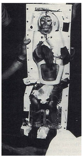 Able, a seven-pound rhesus monkey, is secured in her fiberglass seat prior to her historic space flight.