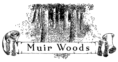 Muir Woods