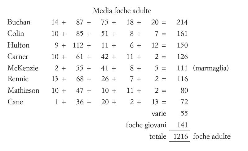 Media foche adulte