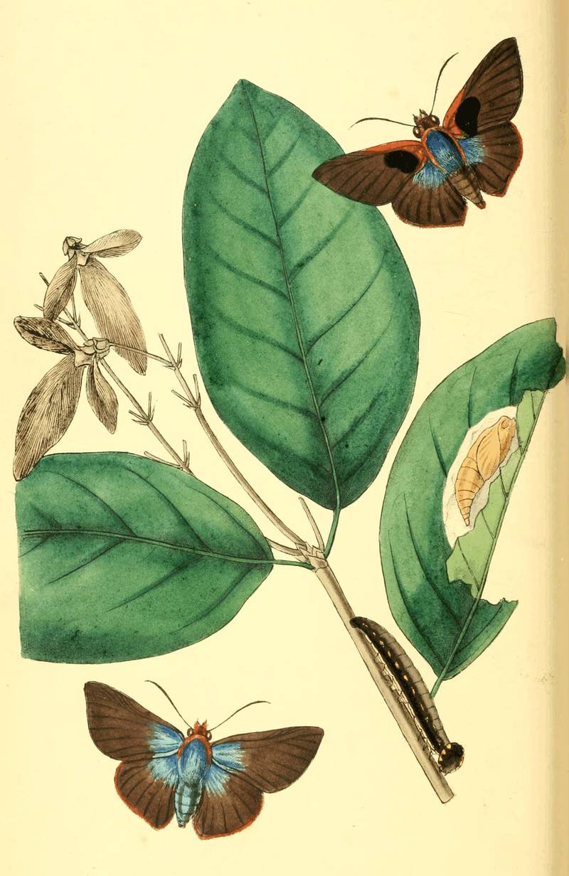 Plate 16.