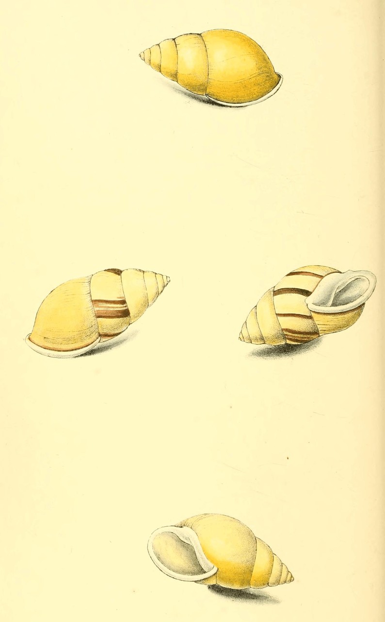 Plate 47.