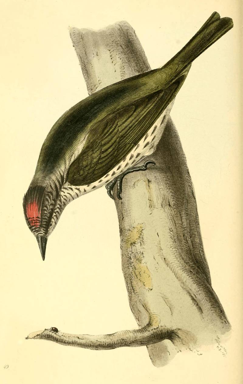 Plate 49.