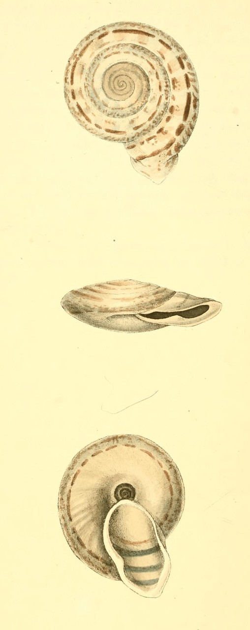 Plate 9.