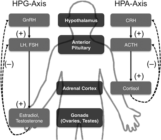 A304429_1_En_13_Fig1_HTML.jpg