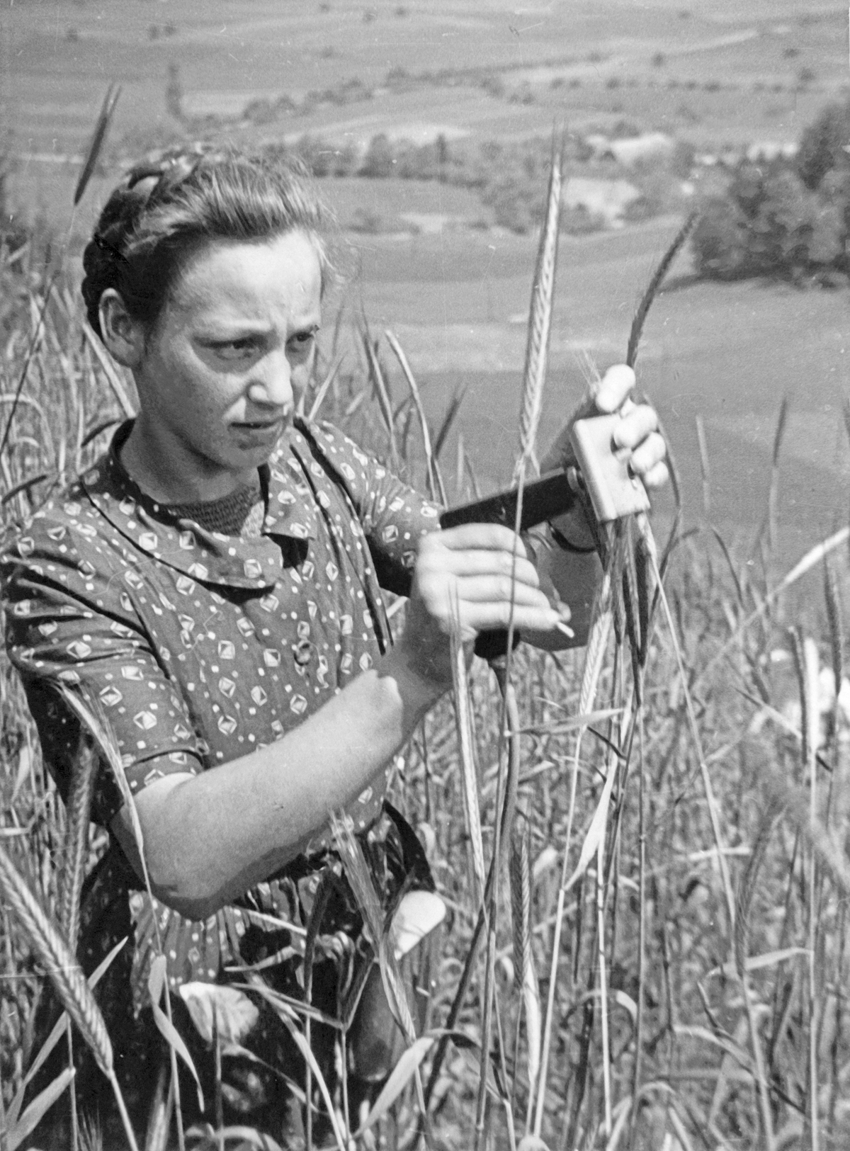 Schwarzweiß Fotografie von einer jungen Frau, die mit einer Impfpistole auf einem Feld Getreide mit Myzel impft.