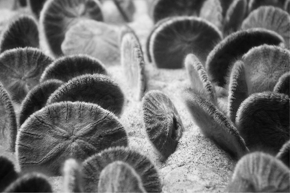 fig%2018-2--Sand_dollars_in_Monterey_Bay_Aquarium.jpg