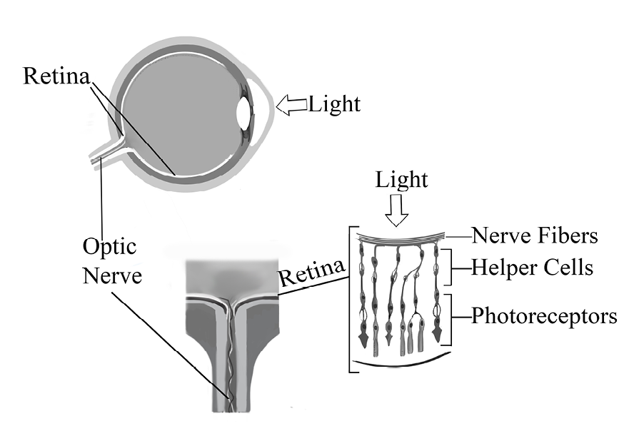 fig%2022-3--human%20eye%20%26%20retina%20and%20lightFNL%20V4.jpg