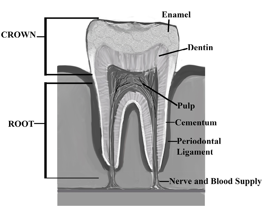 fig%2027-2--tooth-healthy-labelled.jpg