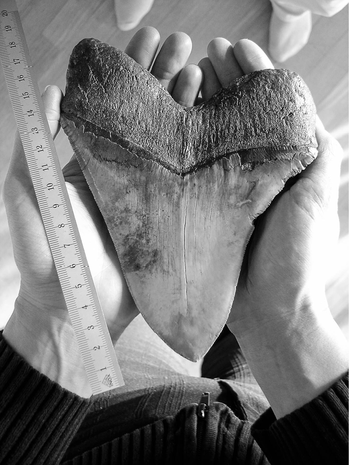 fig%2027-6--Megalodon%20tooth.jpg