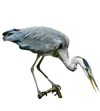 A photo of a blue heron