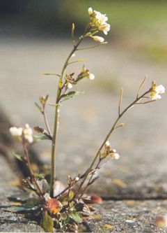 Thale cress.