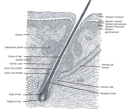 A hair follicle and hair.