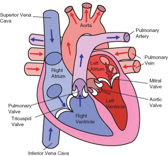 The direction of blood flow through the heart.