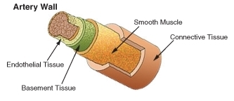 The structure of an artery wall.