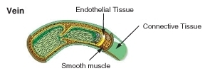 Internal structure of a vein.