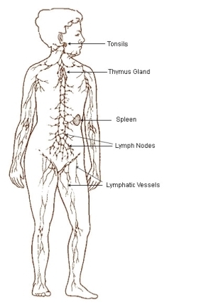 Lymphatic system