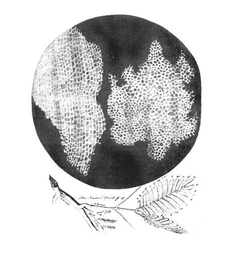 Suber cells and mimosa leaves.