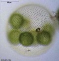 Colonial algae of the genus ''Volvox''.