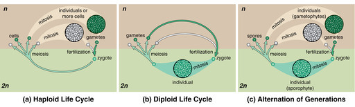 Sexual Life Cycles.