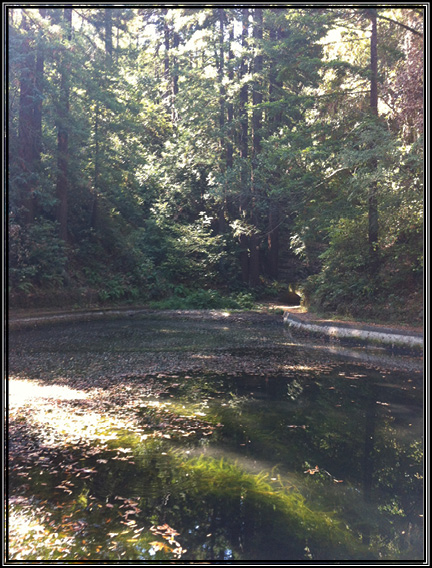 Picture of the Pond during the day.