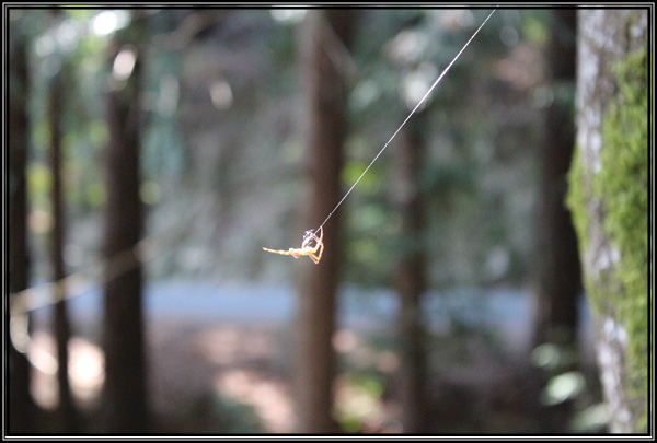 Picture of spider spinning a web.