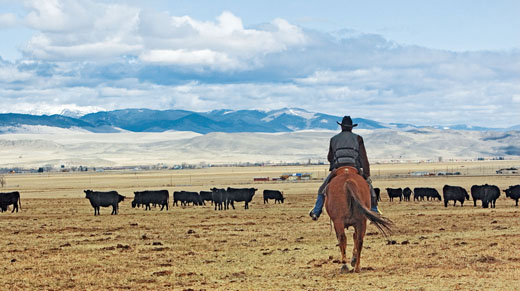 A cowboy rides herd at La Cense ranch, an 88,000 acre grass-fed cattle operation in Dillon, Montana.