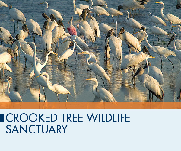 Crooked Tree Wildlife Sanctuary