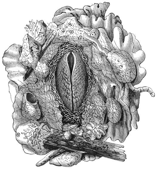 Nest van de Vĳlmossel (Lima hians). Ware grootte.