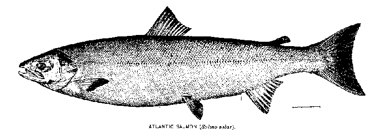 Atlantic salmon