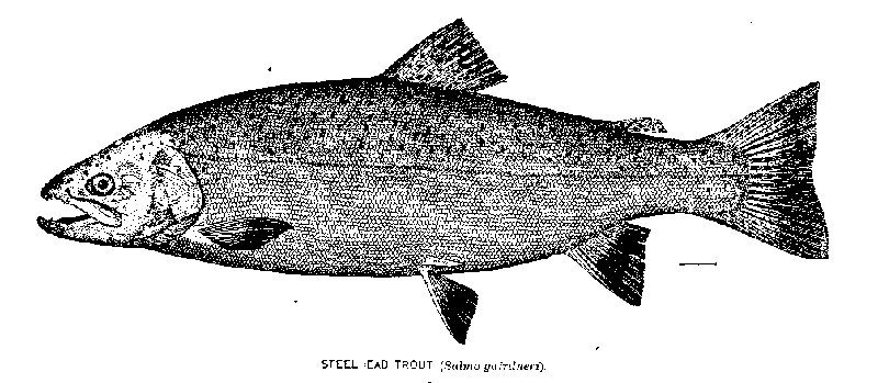 Steelhead trout