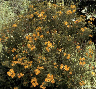 Images
