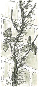 Images
