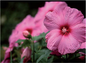 Images