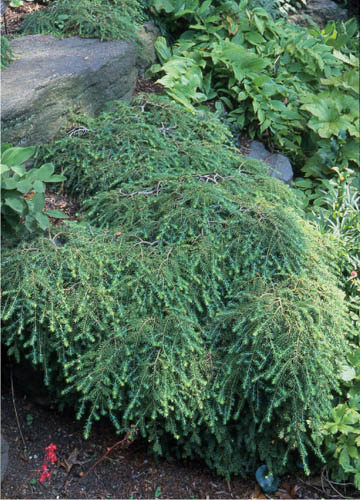Images