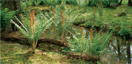 Images