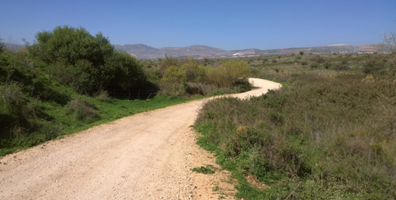 Gleich die ersten Meter am Israel Trail von Kibbuz Dan in Richtung Kfar Giladi führen auf einem malerischen Feldweg durch herrliche Natur. Im Hintergrund: der Libanon.