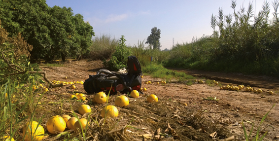 Vitamine zum Aufheben: Pampelmusen am Yarkon River / Tel Aviv rollen hier direkt auf den Israel Trail hinab.