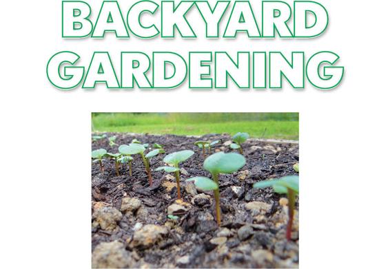 Backyard-Gardening