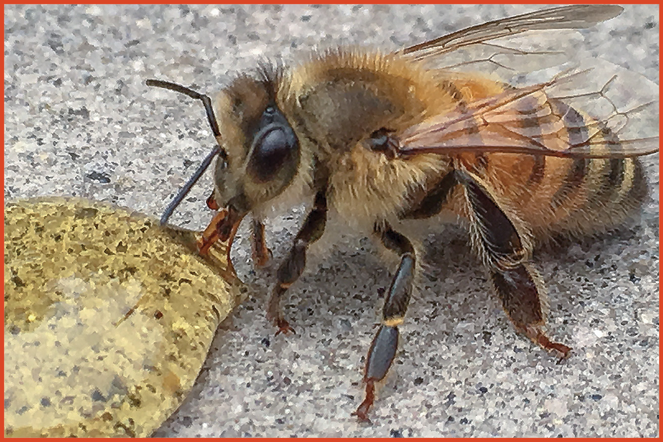 image of honey bee sucking up honey