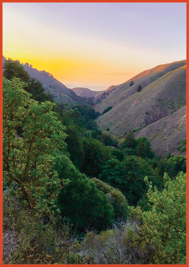 image of a canyon surrounded by trees